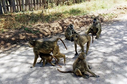 Kenia (196)